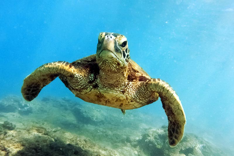 Meeresschildkröte - für den Planeten